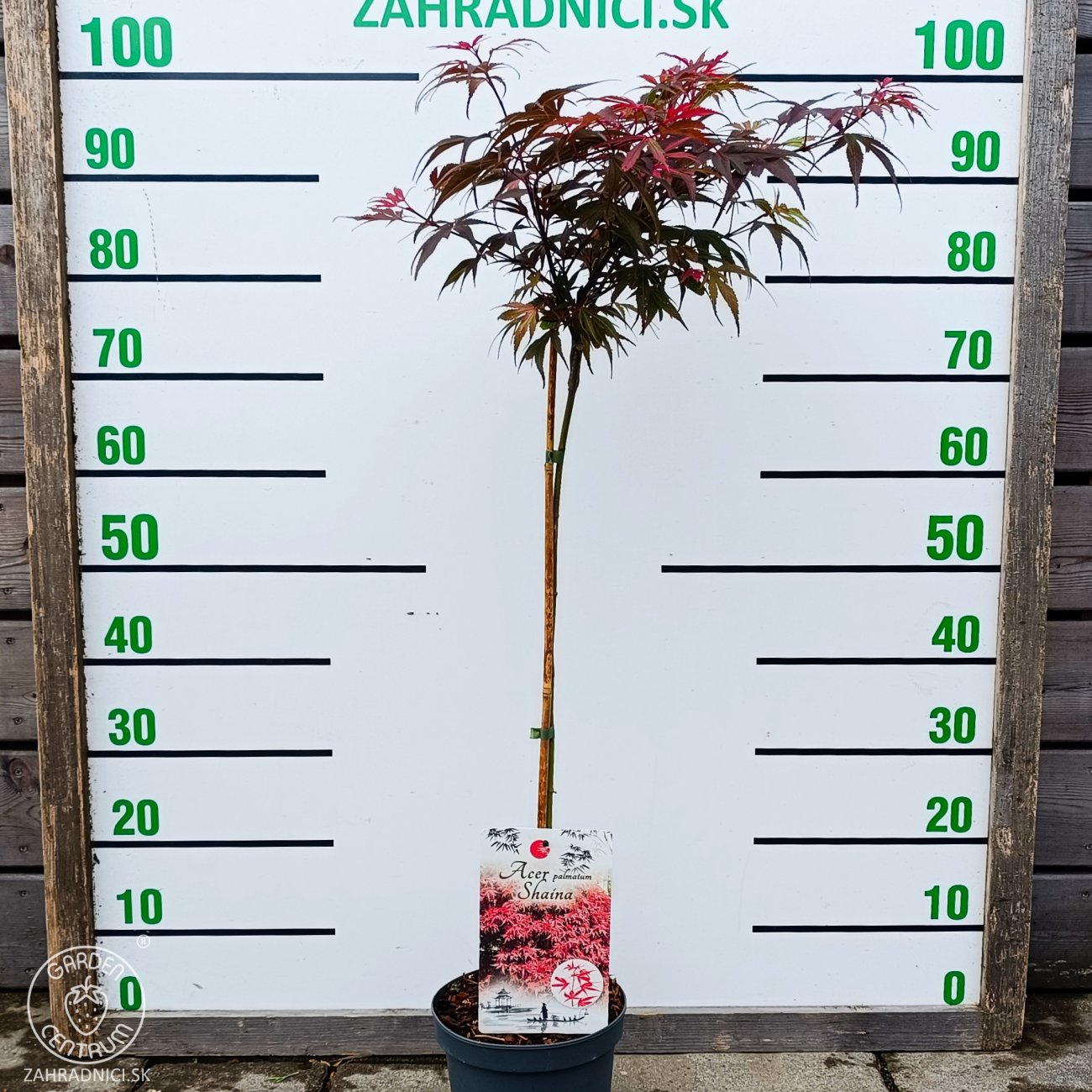 Obrázok Javor dlaňolistý (Acer Palmatum) ‘Shaina’ - výška 80-100 cm, kont.C4L - NA KMIENKU